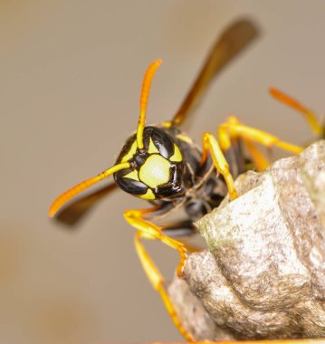 Wasp hive with wild wasps in the country