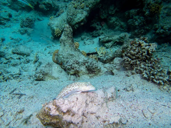 Interesting fish posing in the water column of the Red Sea, Hurghada, Egypt