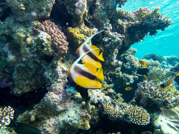 Interesting fish posing in the water column of the Red Sea, Hurghada, Egypt