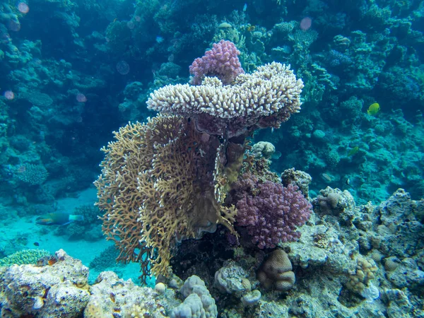 Interesting fish posing in the water column of the Red Sea, Hurghada, Egypt