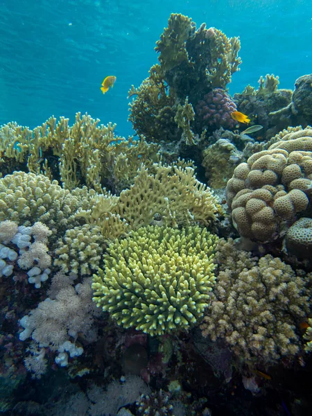 Interesting fish posing in the water column of the Red Sea, Hurghada, Egypt