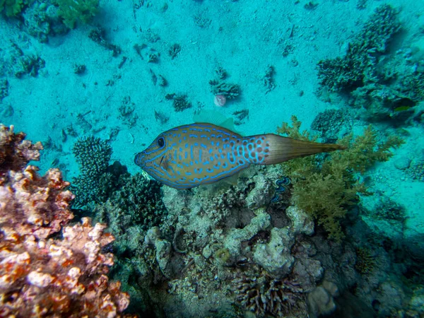 Interesting fish posing in the water column of the Red Sea, Hurghada, Egypt