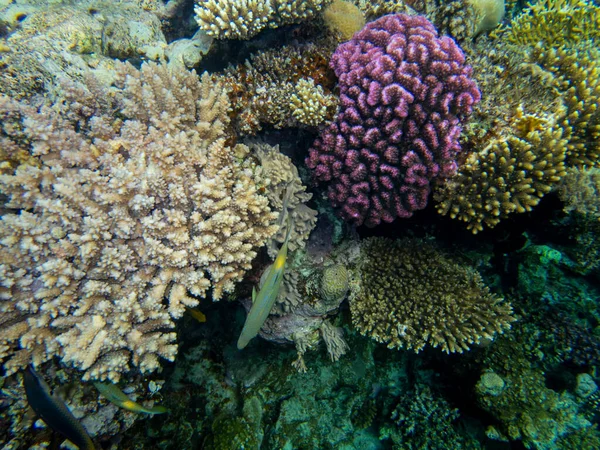 Bright Inhabitants Coral Reef Red Sea Egypt Hurghada — Stock Photo, Image