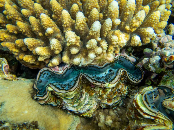 Bright Inhabitants Coral Reef Red Sea Egypt Hurghada — Stock fotografie