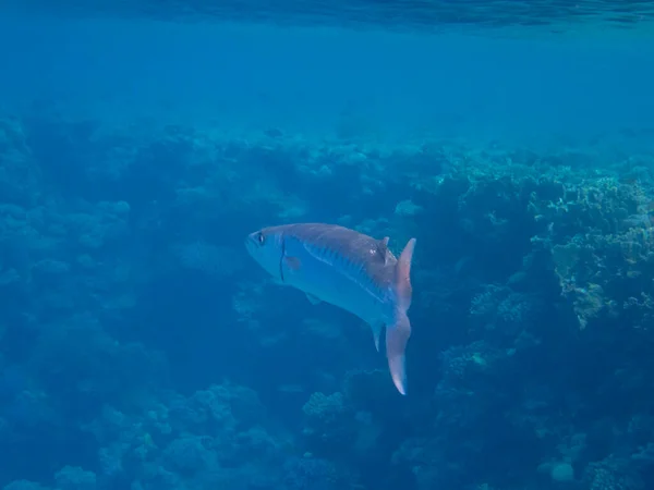 Bright Inhabitants Coral Reef Red Sea Egypt Hurghada — 图库照片