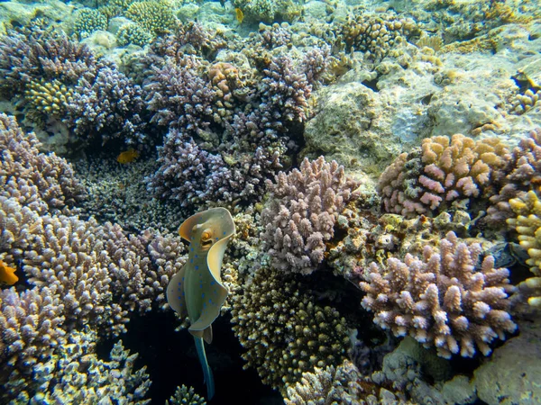 Bright inhabitants of the coral reef in the Red Sea, Egypt, Hurghada