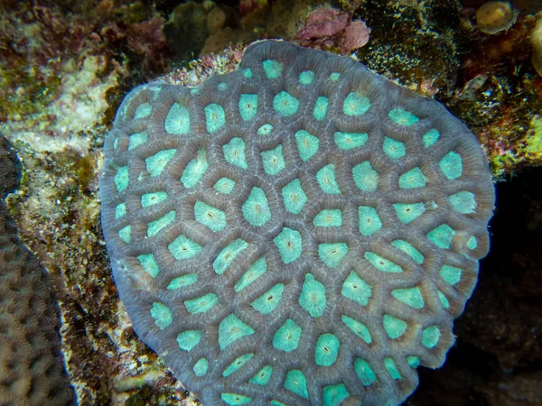 Bright Inhabitants Coral Reef Red Sea Egypt Hurghada — Zdjęcie stockowe