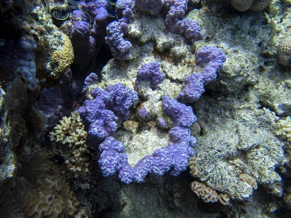 Bright Inhabitants Coral Reef Red Sea Egypt Hurghada — Stockfoto