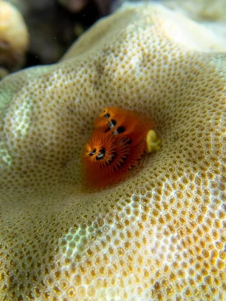 Bright inhabitants of the coral reef in the Red Sea, Egypt, Hurghada