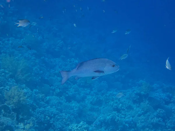 Яркие Обитатели Кораллового Рифа Красном Море Египет Хургада — стоковое фото