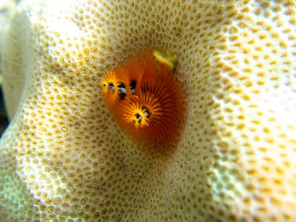 Bright inhabitants of the coral reef in the Red Sea, Egypt, Hurghada