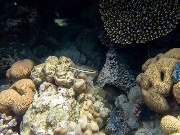 Bright Inhabitants Coral Reef Red Sea Egypt Hurghada — Stock Photo, Image