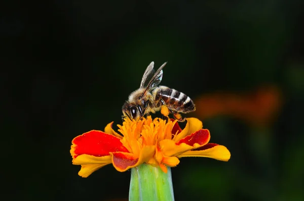 Bee Sat Orange Flower Ukraine — Stock Photo, Image