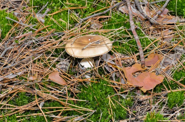 Beautiful Mushrooms Ukrainian Forest — Stok fotoğraf