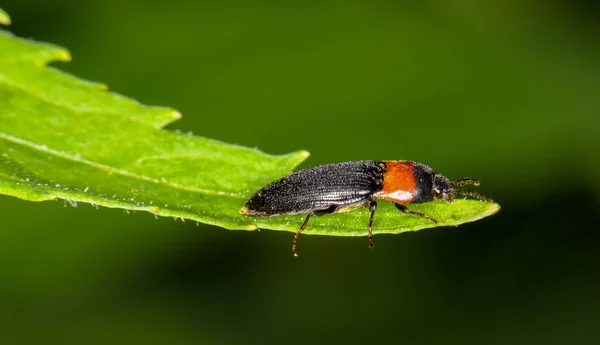 Unusual Little Beetle Green Leaf — Foto de Stock
