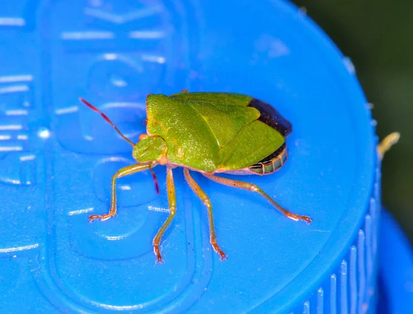 Small Green Beetle Egyptian Desert Macro — Foto de Stock