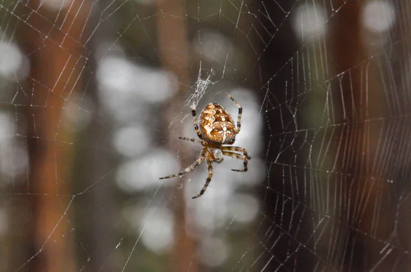 Unusual Spider Poutine Jungle Thailand Macro — Stock Photo, Image