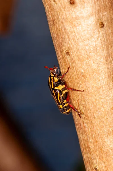 Macro Photo Beetle Its Habitat — Fotografia de Stock