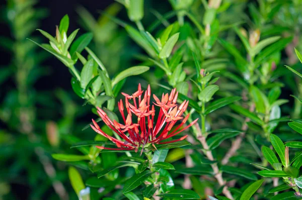 Beautiful Plants Shore — Fotografia de Stock