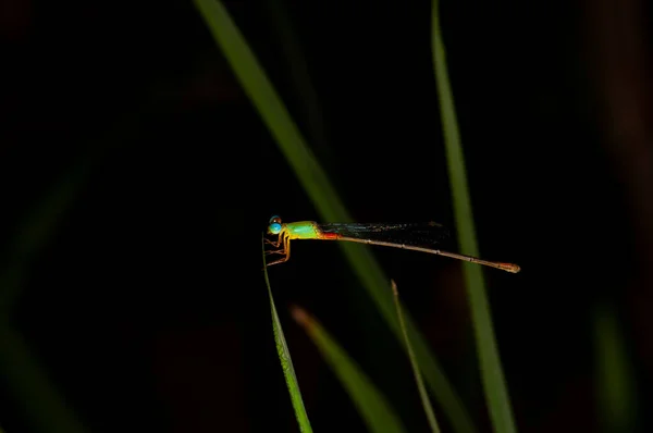 Dragonfly Sits Branch Thailand Macro — Stock Photo, Image