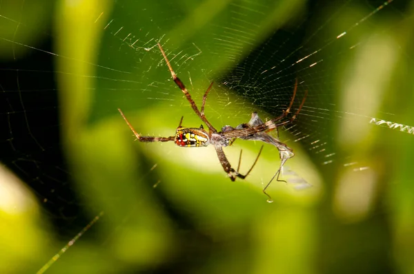 Unusual Spider Poutine Jungle Thailand Macro — Photo