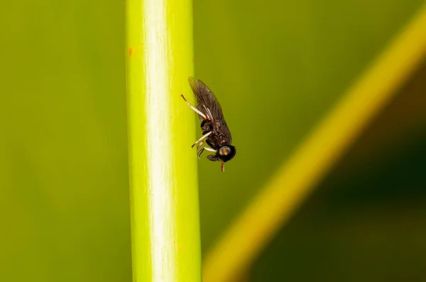 Small Fly Plant Thailand Macro — Zdjęcie stockowe