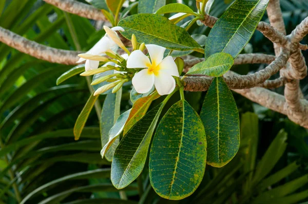 Beautiful Plants Shore — Fotografia de Stock