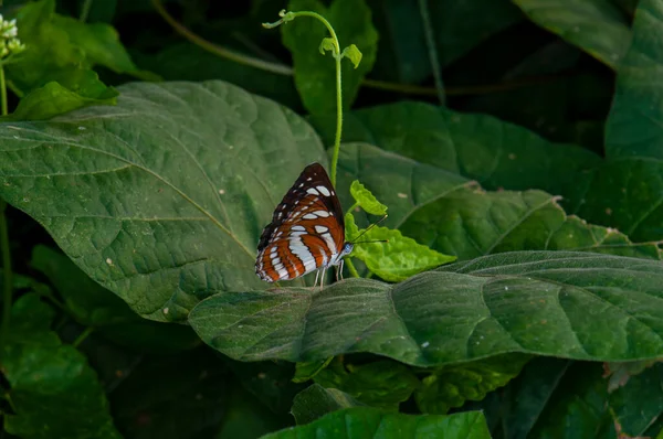 Beautiful Butterfly Jungle Thailand Macro — Stock Photo, Image