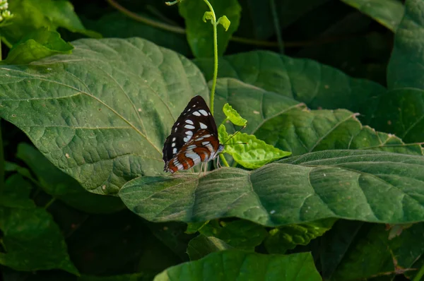 Beautiful Butterfly Jungle Thailand Macro — ストック写真