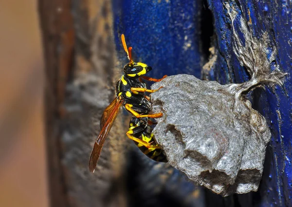 Wasp Hive Wild Wasps Country — Foto de Stock