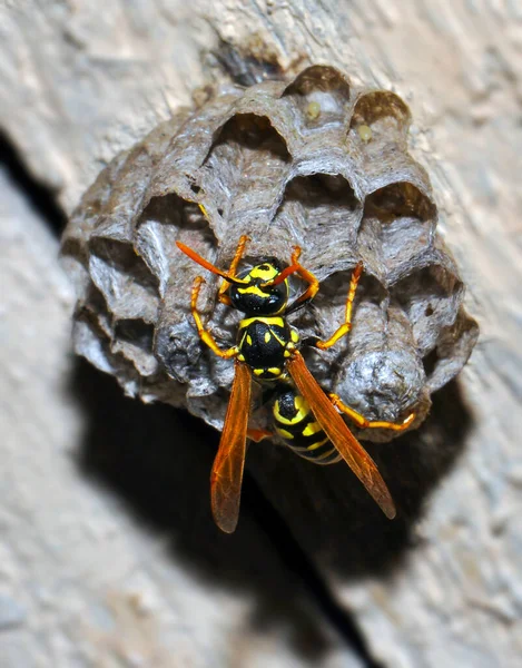 Wasp Hive Wild Wasps Country — Fotografia de Stock