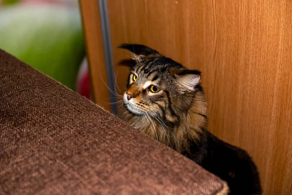 Funny Cat Fedor Maine Coon — Zdjęcie stockowe