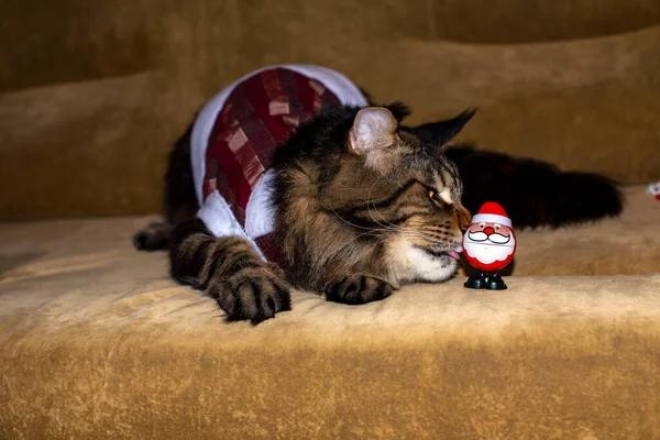Maine Coon Cat Fedor Playing Giving New Year Outfit — 스톡 사진