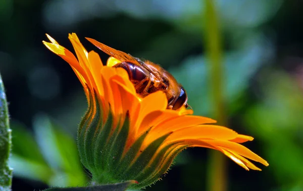 Bee Sat Orange Flower Ukraine — Foto de Stock