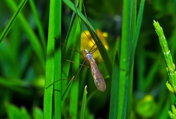 Macro Photo Beetle Its Habitat — Photo