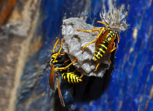 Wasp Hive Wild Wasps Country — Foto de Stock