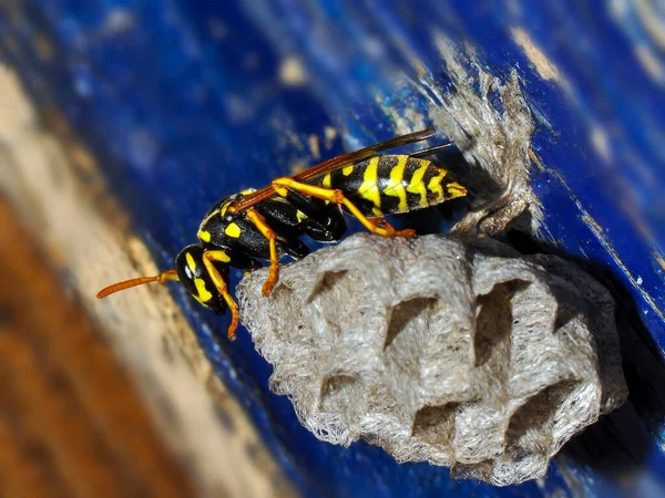 Wasp Hive Wild Wasps Country — Stockfoto