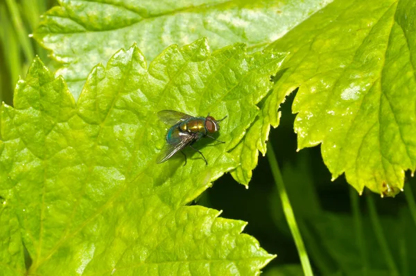 Macro Foto Uma Mosca Preta — Fotografia de Stock