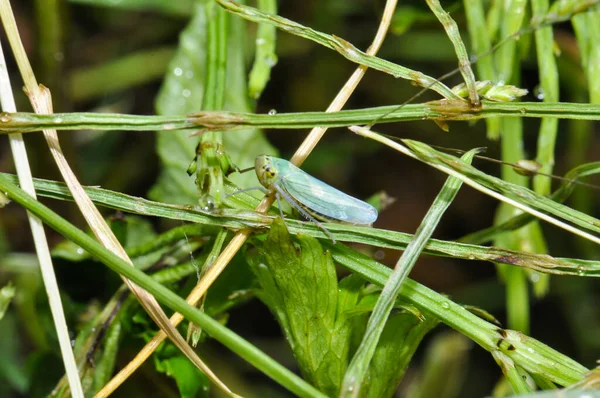 Macro Photo Beetle Its Habitat — Foto de Stock