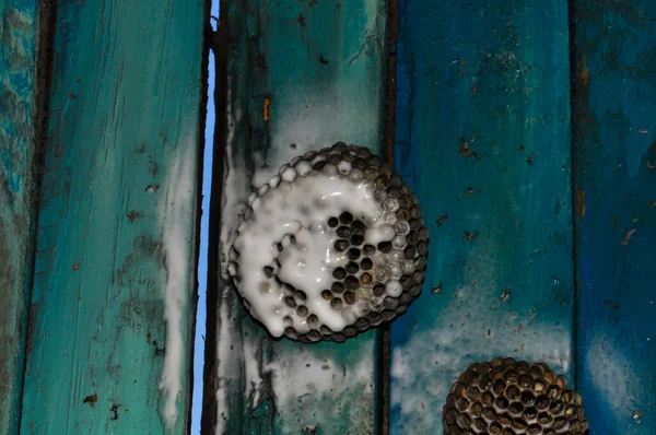Wasp Hive Wild Wasps Country — 스톡 사진