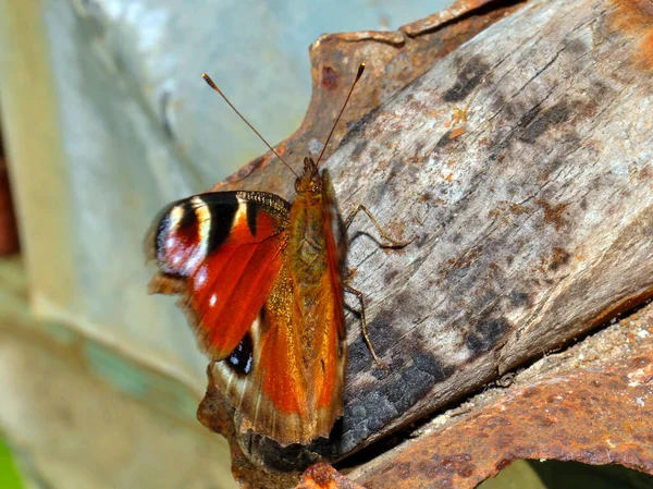 Красивая Бабочка Поле — стоковое фото