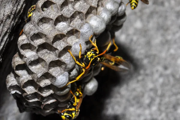 Wasp hive with wild wasps in the country