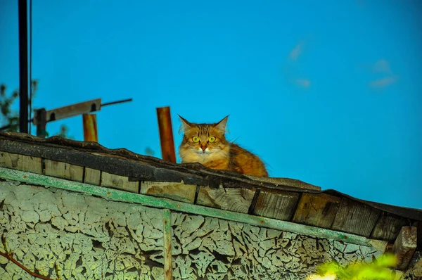 Cat Came Visit Caught Camera — Stock Photo, Image