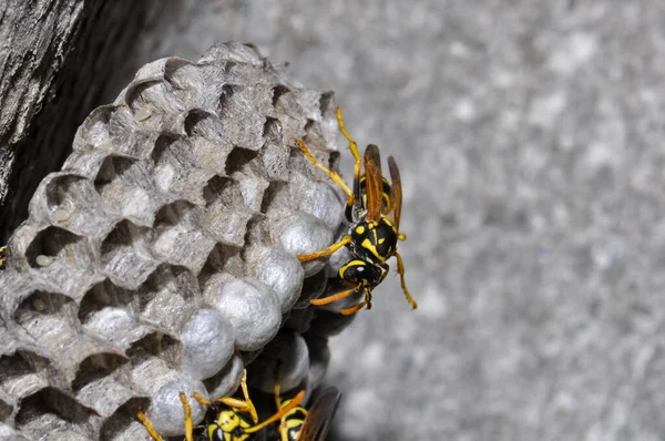 Wasp hive with wild wasps in the country