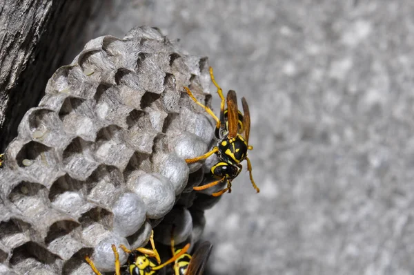 Wasp Hive Wild Wasps Country —  Fotos de Stock