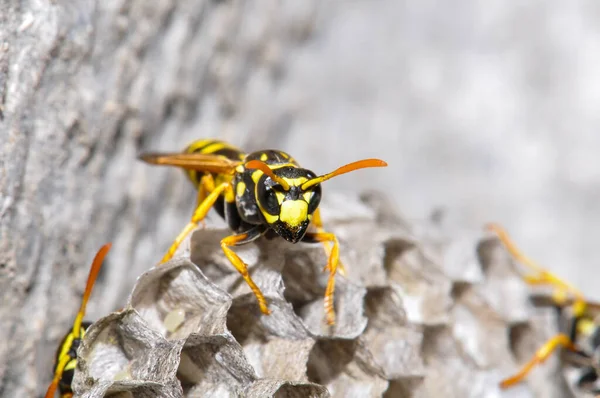 Wasp hive with wild wasps in the country
