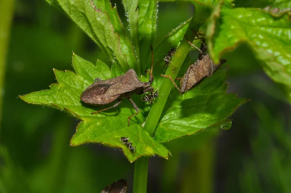 Macro Photo Beetle Its Habitat — Foto de Stock