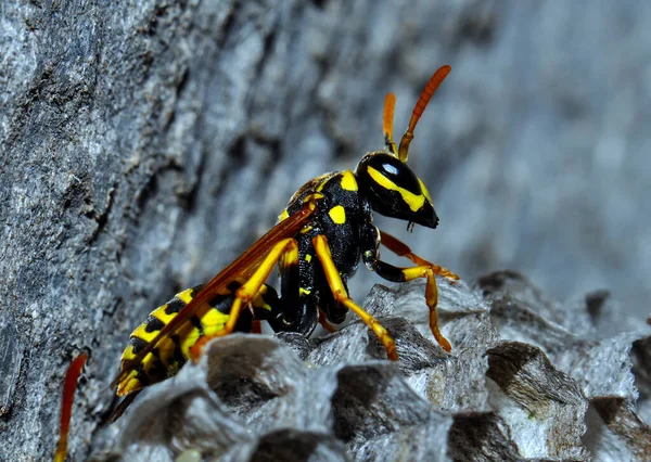 Wasp Hive Wild Wasps Country — Foto de Stock