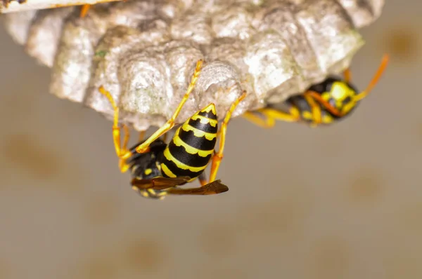 Wasp Hive Wild Wasps Country — Fotografia de Stock