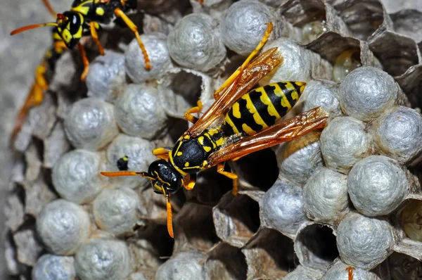 Wasp hive with wild wasps in the country